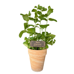 Tabliczki do ziół – zestaw 5 sztuk